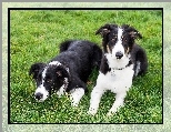 Dwa, Border Collie, Trawa